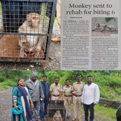 [:en]A monkey causes trouble [:hi]वानरांचा त्रास [:] 1