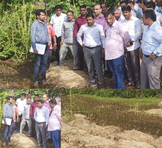 [:en]Surveillance in damaged areas of paddy fields.[:hi]भातशेतीच्या नुकसानग्रस्त भागात पाहणी.[:] 1